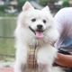 สายรัดสัตว์เลี้ยง